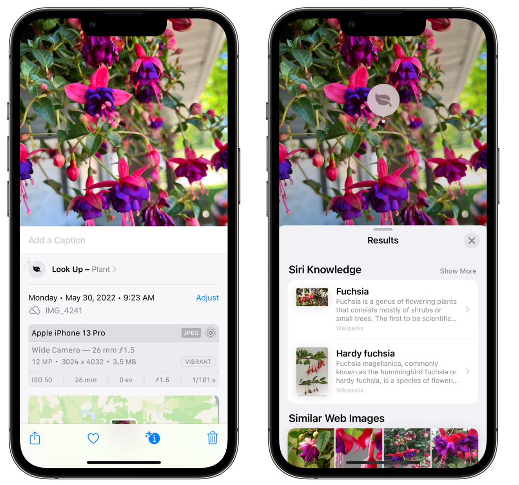 岳阳楼苹果手机维修分享小技巧：使用 iPhone 相机识别花卉植物 